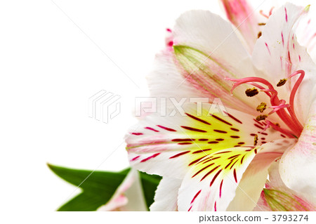 orchid orchid 3793274