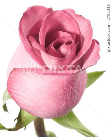 Pink rose on a white background. Pink rose on a white background. 3793338