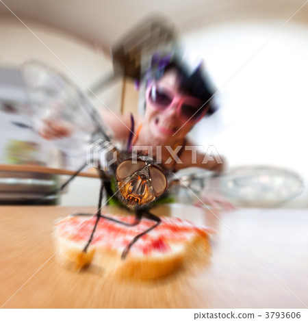 housefly housefly 3793606