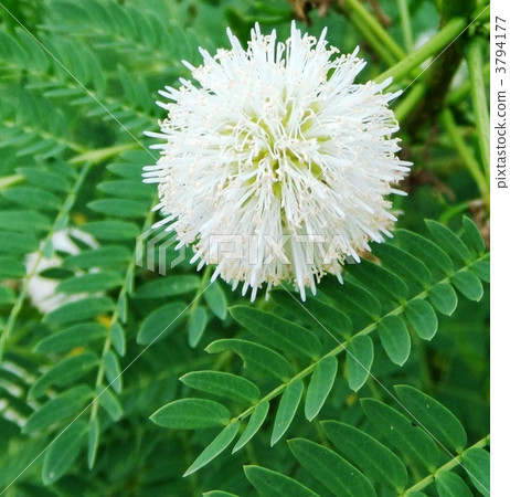 stock photo: kali andorra