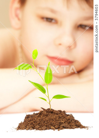 The boy observes cultivation of a young plant. The boy observes cultivation of a young plant. 3794603