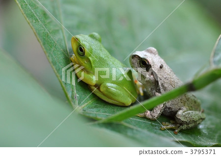 Rain frog and blue frog 3795371