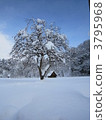 snow scene, japanese persimmon, persimmon 3795968