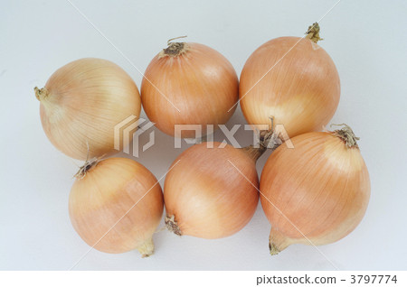 Kodama Onion Kodama Onion 3797774