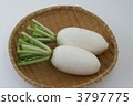 辣蘿蔔 3797775