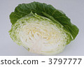 捲心菜 3797777