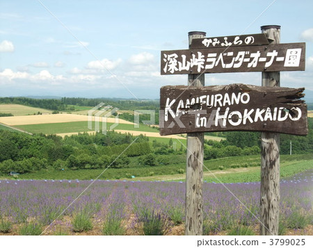 Fukayama Pass Lavender Owner's Park Fukayama Pass Lavender Owner's Park 3799025