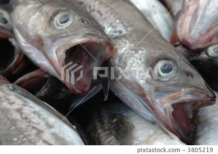 Scallop Scallop 3805219