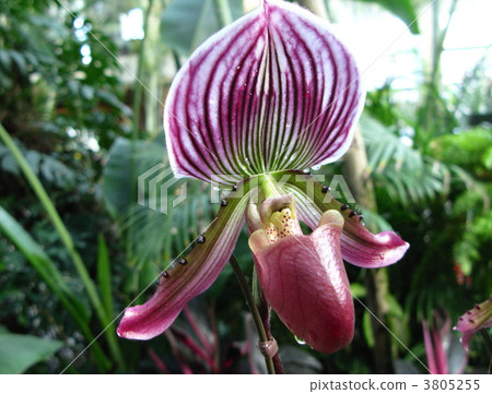 Western run Western run 3805255