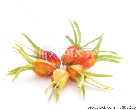 梔子果實 梔子果實 3805296