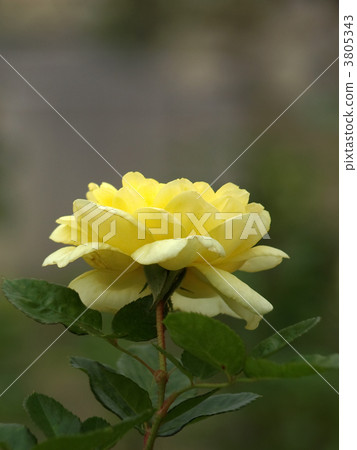 Bell Romantica Bell Romantica 3805343