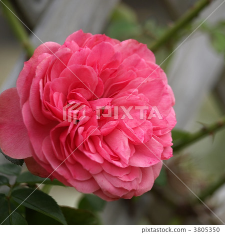 Leonardo Da Vinci 3805350