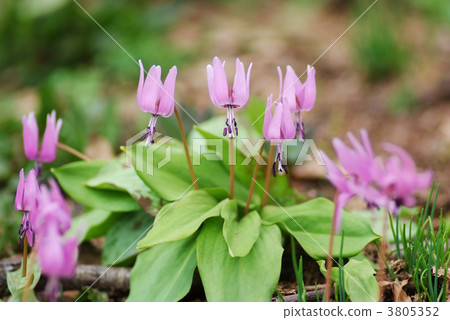 Katakuri __ Katakuri __ 3805352