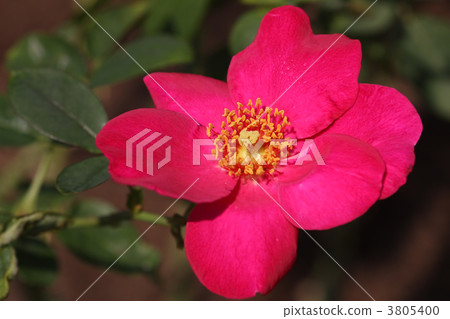 Red rose Red rose 3805400