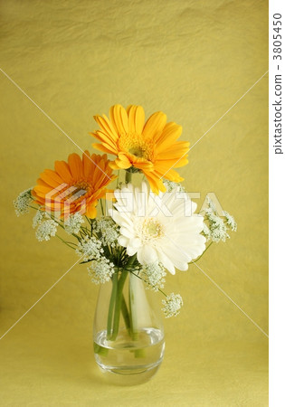 非洲菊的插花 3805450