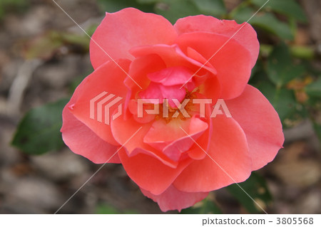 Jardin de France 3805568