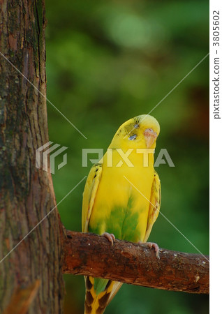 parakeet, lovebird, budgie 3805602