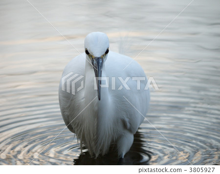 little egret, egret, egretta garzetta 3805927