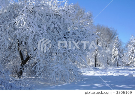 覆有霜的樹 冰霜覆蓋的樹木 白雪皚皚 3806169
