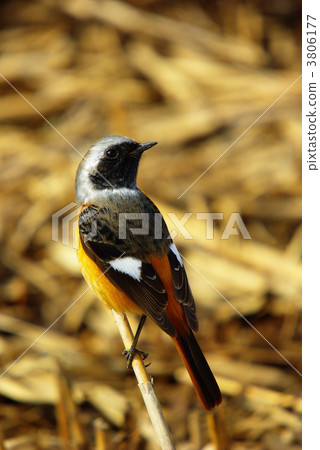 紅尾鴝 冬候鳥 在山里 3806177