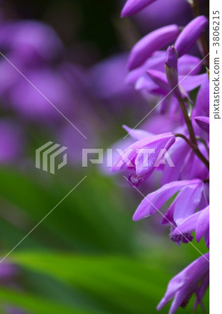 祖蘭蘭群野生物是半瀕危物種 3806215