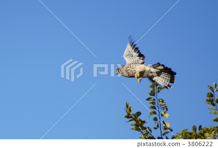 Majimoto aka horse fuku hawk (Mustardy?) 3806222