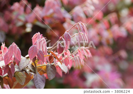 這是一個充滿了Tokoroza醬的拍攝 3806224