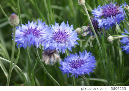 Yagikuri Historical Amulet Flower 3806233