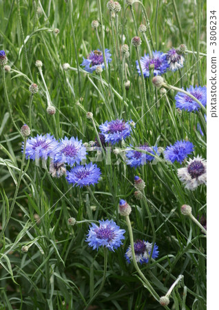 Yagikuri Historical Amulet Flower 3806234