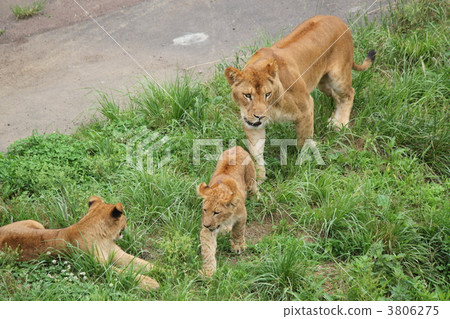 Lion_2 Lion_2 3806275