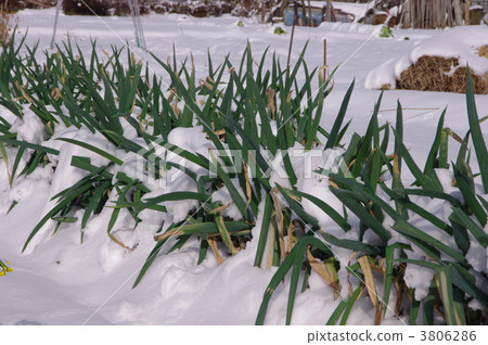 在雪的蔥和雪在雪的韭蔥冬天蔥領域 3806286