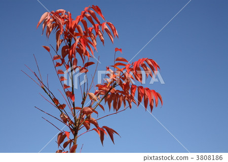 Autumn tinted leaves and blue sky 3808186