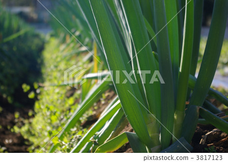 Long-tailed farm field 3817123