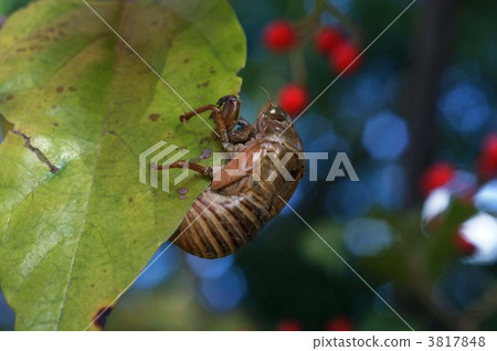 cicada, locust, cicada husk 3817848