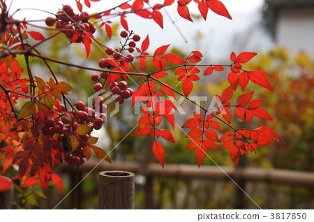 fruit of the nandin, heavenly bamboo, nandina 3817850