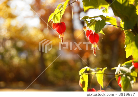 December Ukitsuriboku / Aoi family 29 3819657