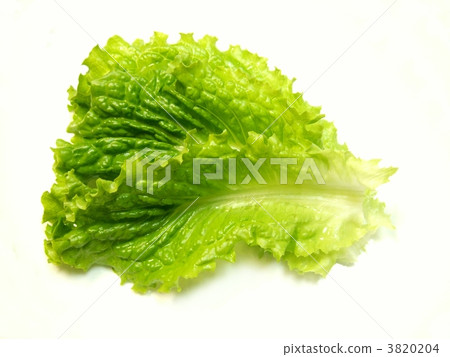 Sunny lettuce leaves 3820204
