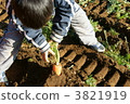 Harvesting of carrots 3821919