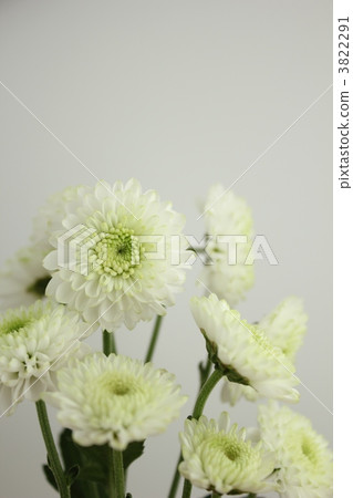 噴塗媽媽/渡輪 噴塗媽媽/渡輪 3822291