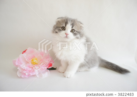 Scottish fold kitten and flower 3822483
