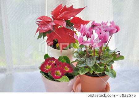 靠窗的盆栽植物 3822576