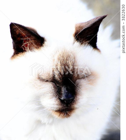 Slim Chinchilla Slim Chinchilla 3822630