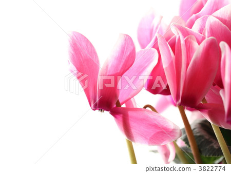 白色覆蓋物仙客來在桃紅色的 3822774