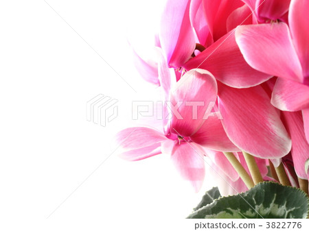 白色覆蓋物仙客來在桃紅色的 3822776