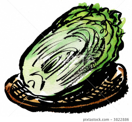 大白菜 像一封用畫寫成的信 illustration 3822886