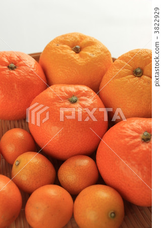 Citrus Citrus 3822929
