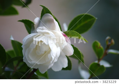White camellia 3823229