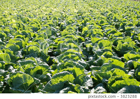 白菜地 非常 綠葉 3823288