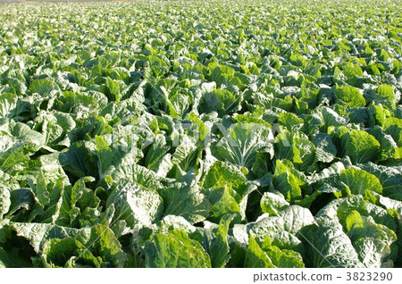 bok choy field, bok choy vegetable plot, harvest 3823290
