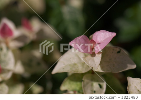 Hatsuyukikazura Hatsuyukikazura 3823480